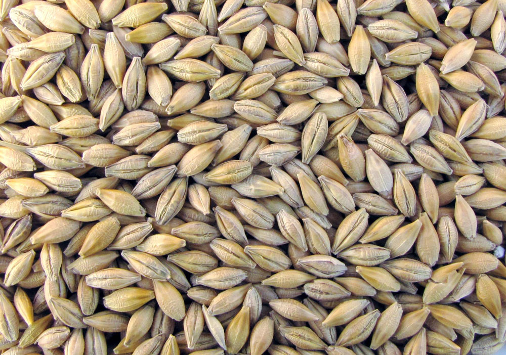25kg Futtergerste – Königshofer