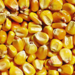 25kg Futtermais – Königshofer