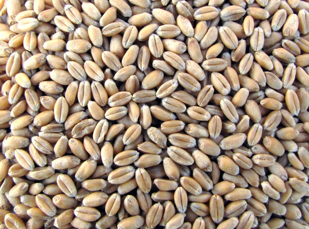 25kg Futterweizen – Königshofer